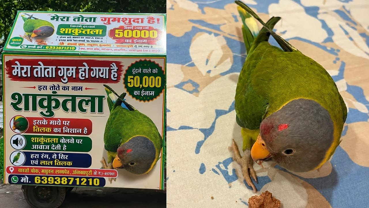 तोता का पता बताओ और ले जाओ 50 हजार रुपए… मुनादी करने शहर में घूम रहा रिक्शा